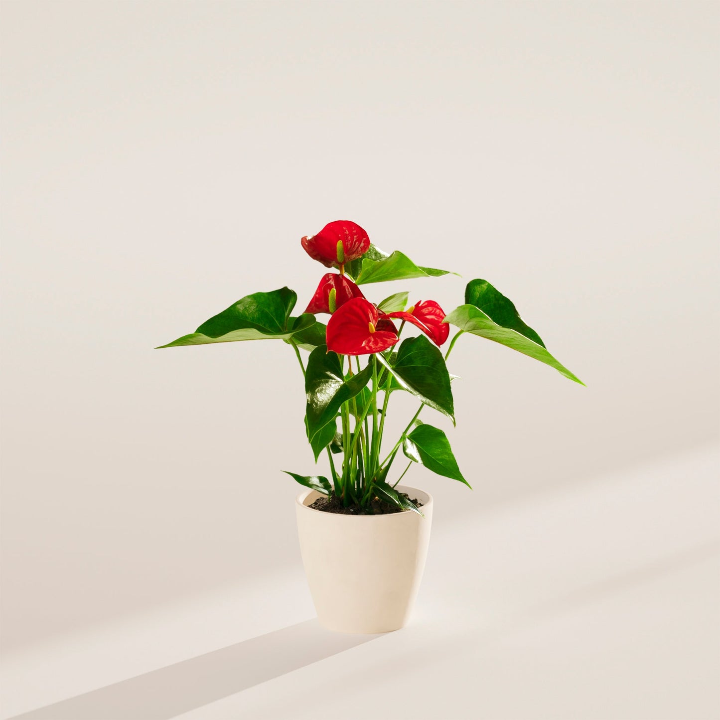 Lively Root - Anthurium Andraeanum - Flamingo Flower