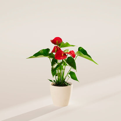 Lively Root - Anthurium Andraeanum - Flamingo Flower