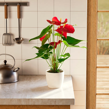 Lively Root - Anthurium Andraeanum - Flamingo Flower