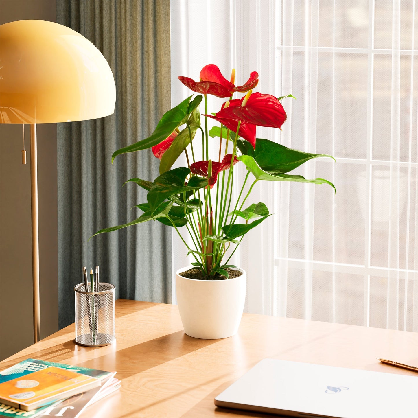 Lively Root - Anthurium Andraeanum - Flamingo Flower