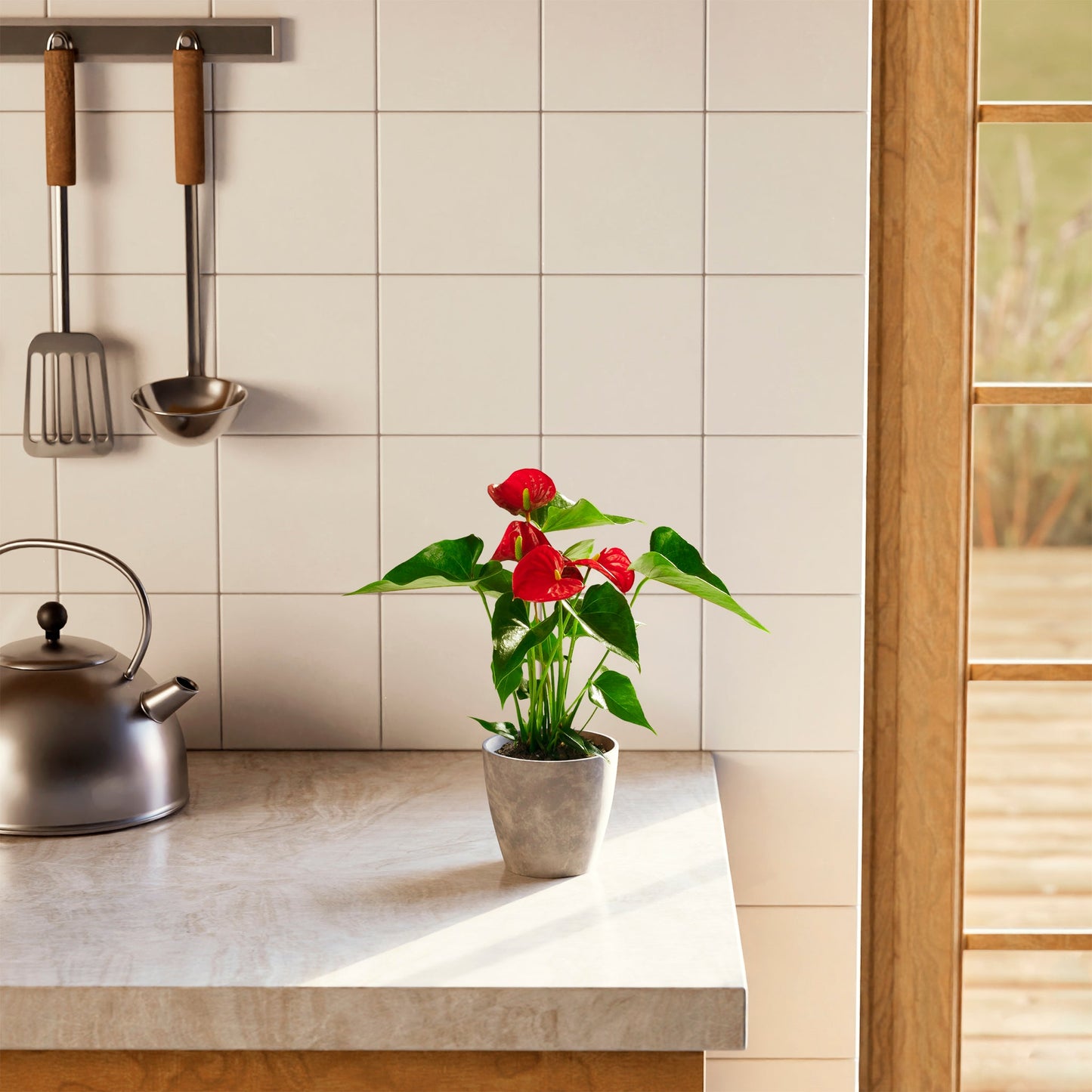 Lively Root - Anthurium Andraeanum - Flamingo Flower