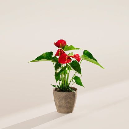 Lively Root - Anthurium Andraeanum - Flamingo Flower