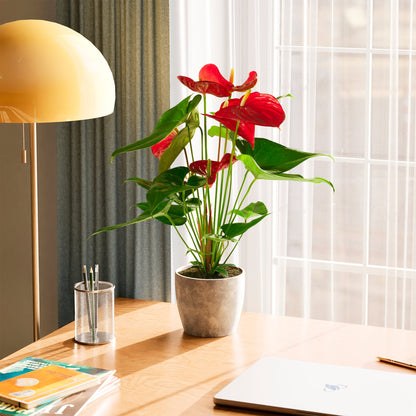 Lively Root - Anthurium Andraeanum - Flamingo Flower