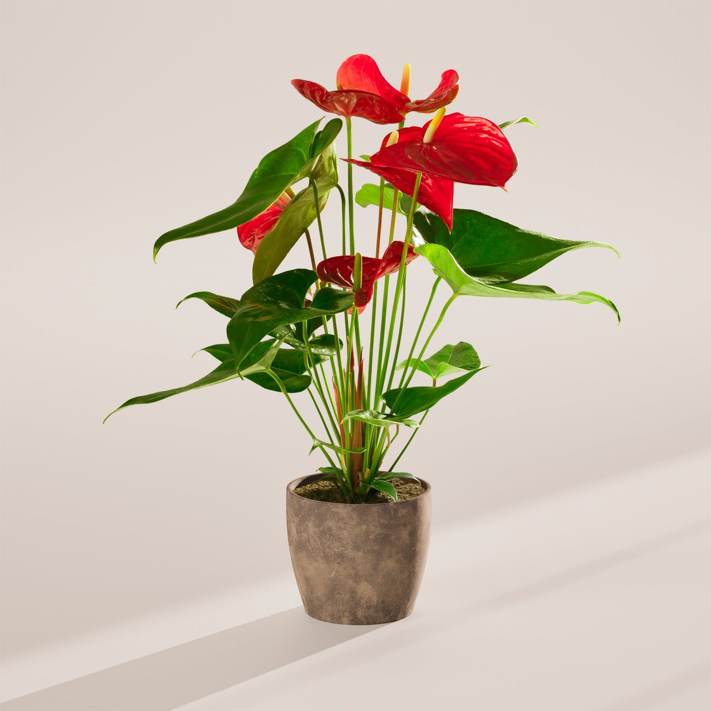 Lively Root - Anthurium Andraeanum - Flamingo Flower