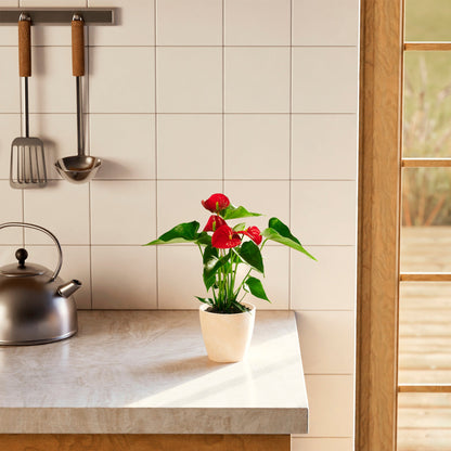 Lively Root - Anthurium Andraeanum - Flamingo Flower