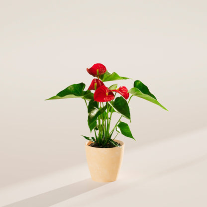 Lively Root - Anthurium Andraeanum - Flamingo Flower