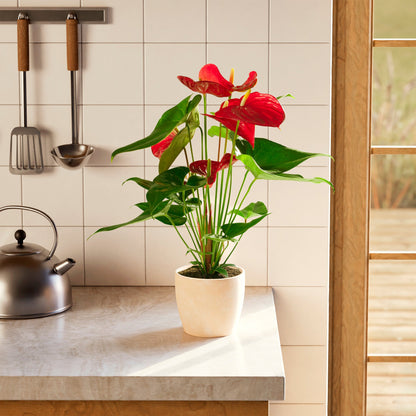 Lively Root - Anthurium Andraeanum - Flamingo Flower