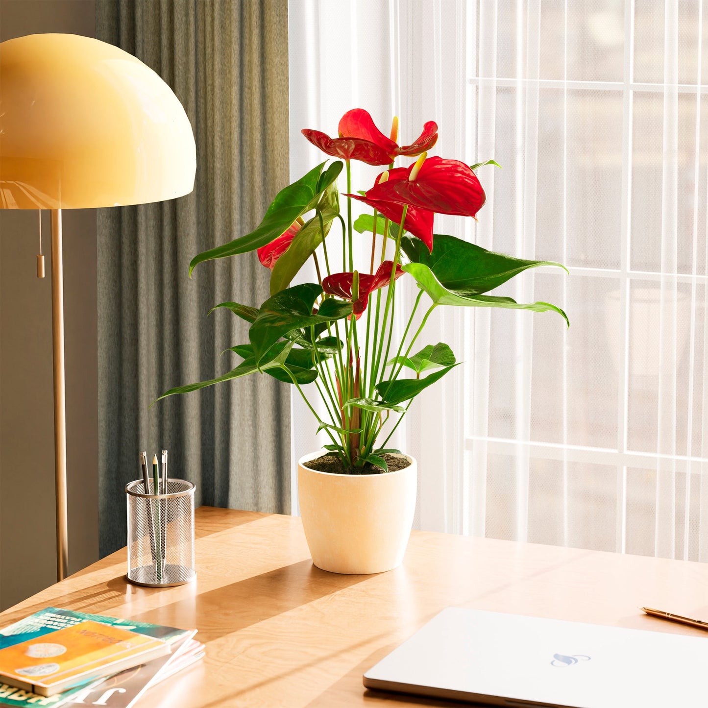 Lively Root - Anthurium Andraeanum - Flamingo Flower