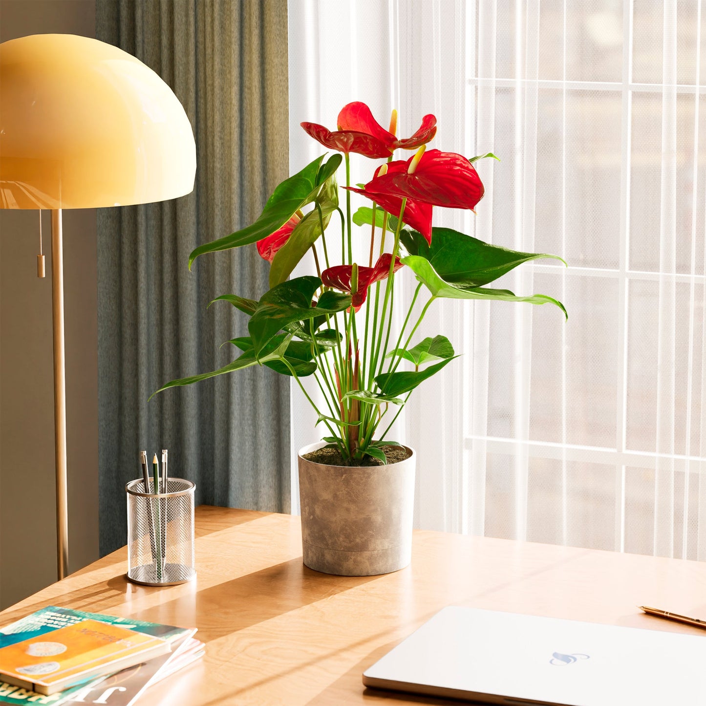 Lively Root - Anthurium Andraeanum - Flamingo Flower