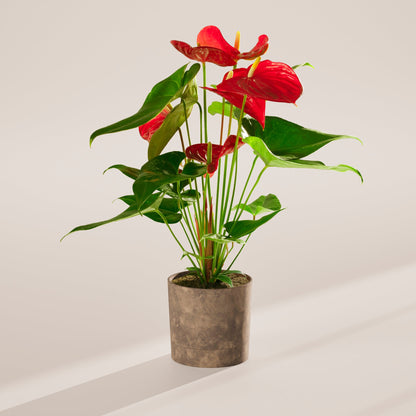 Lively Root - Anthurium Andraeanum - Flamingo Flower