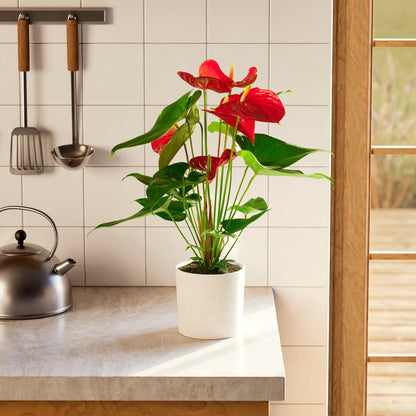 Lively Root - Anthurium Andraeanum - Flamingo Flower