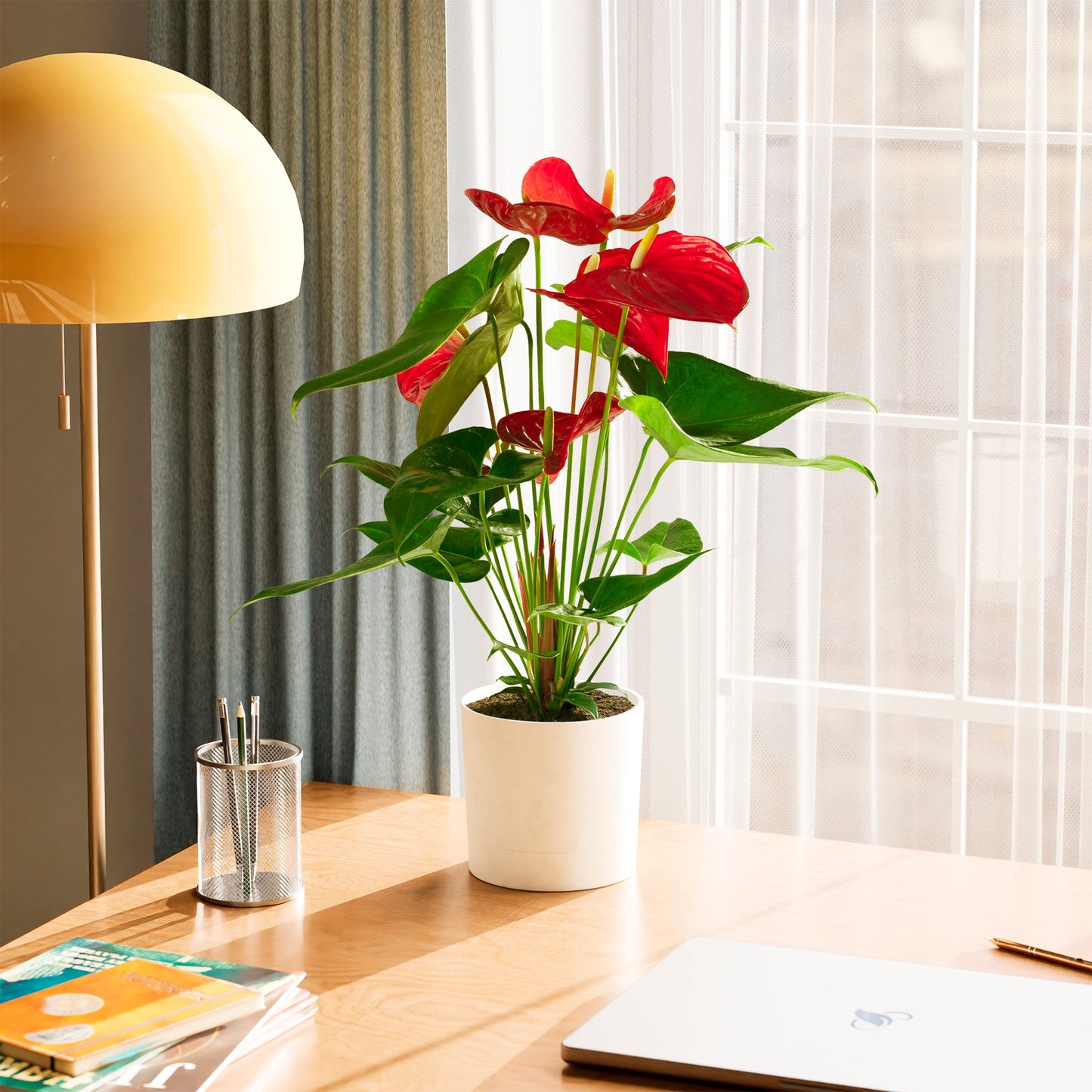 Lively Root - Anthurium Andraeanum - Flamingo Flower