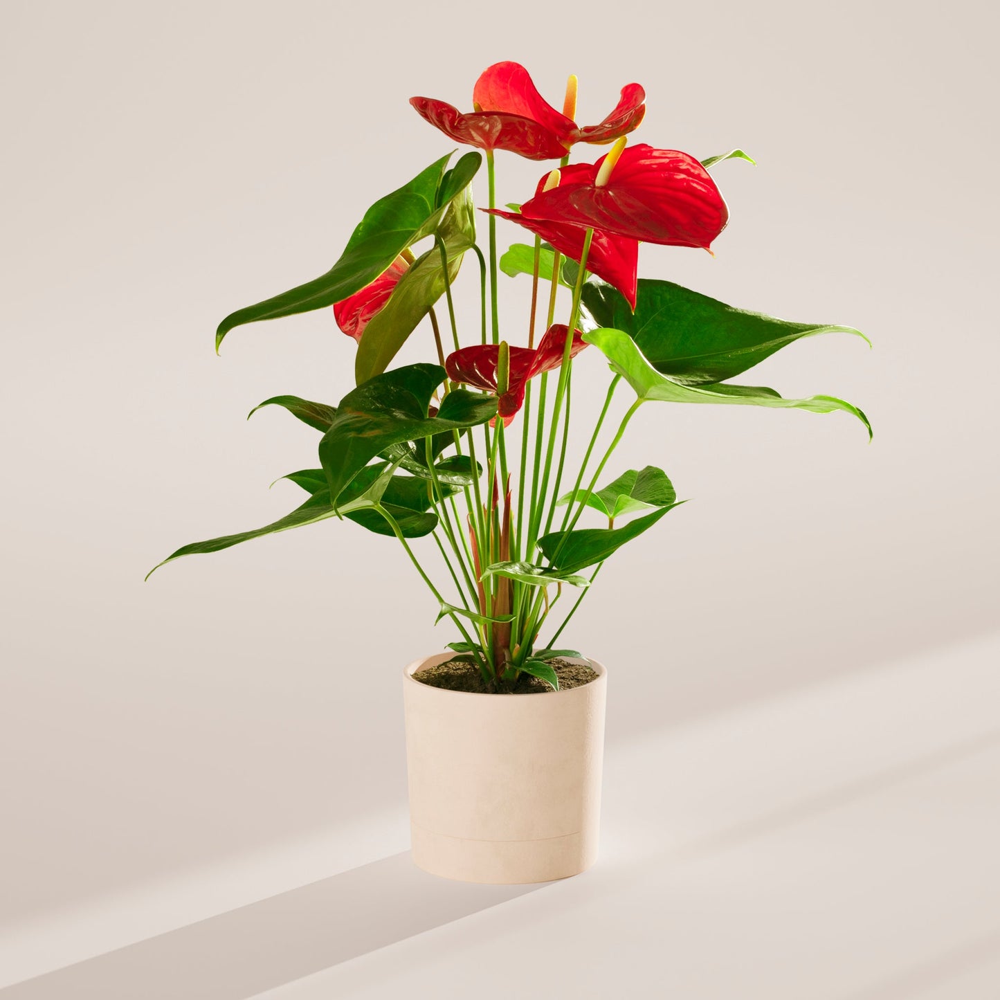 Lively Root - Anthurium Andraeanum - Flamingo Flower