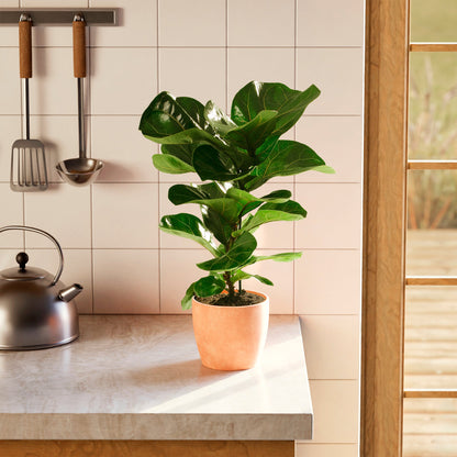 Lively Root - Fiddle Leaf Fig Tree (Ficus Lyrata)