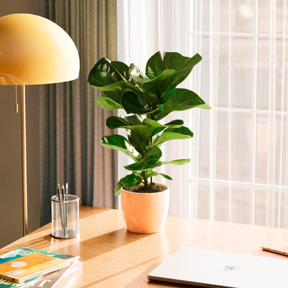 Lively Root - Fiddle Leaf Fig Tree (Ficus Lyrata)