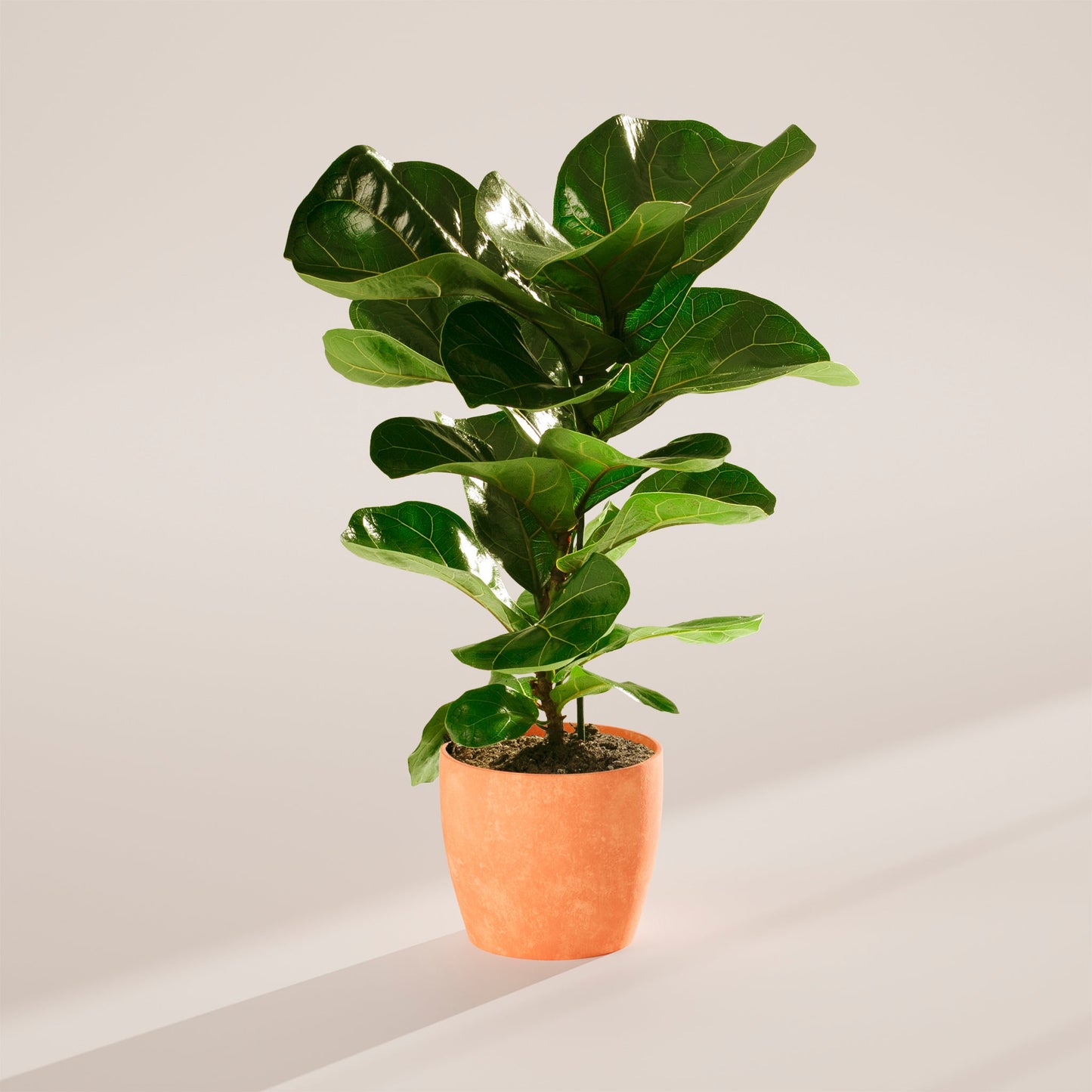 Lively Root - Fiddle Leaf Fig Tree (Ficus Lyrata)