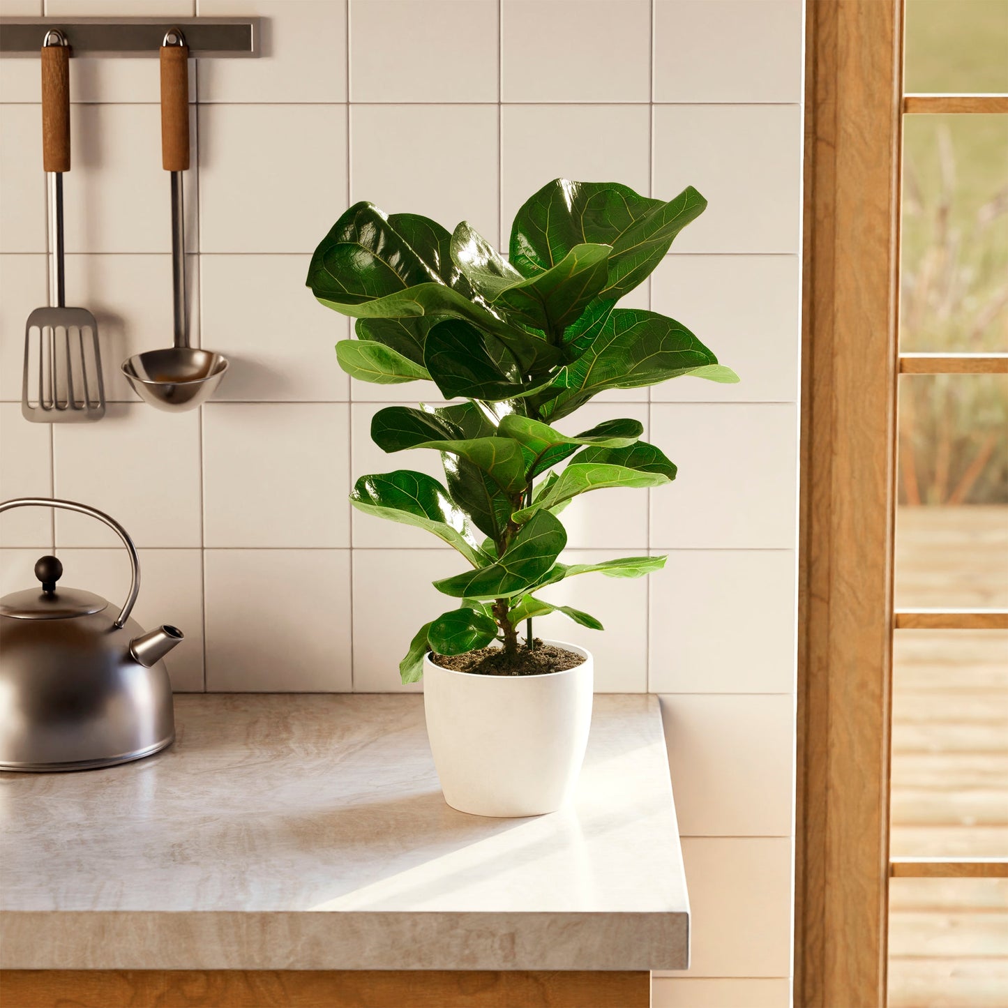 Lively Root - Fiddle Leaf Fig Tree (Ficus Lyrata)