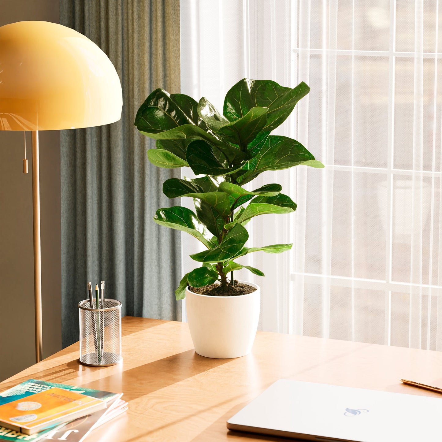 Lively Root - Fiddle Leaf Fig Tree (Ficus Lyrata)