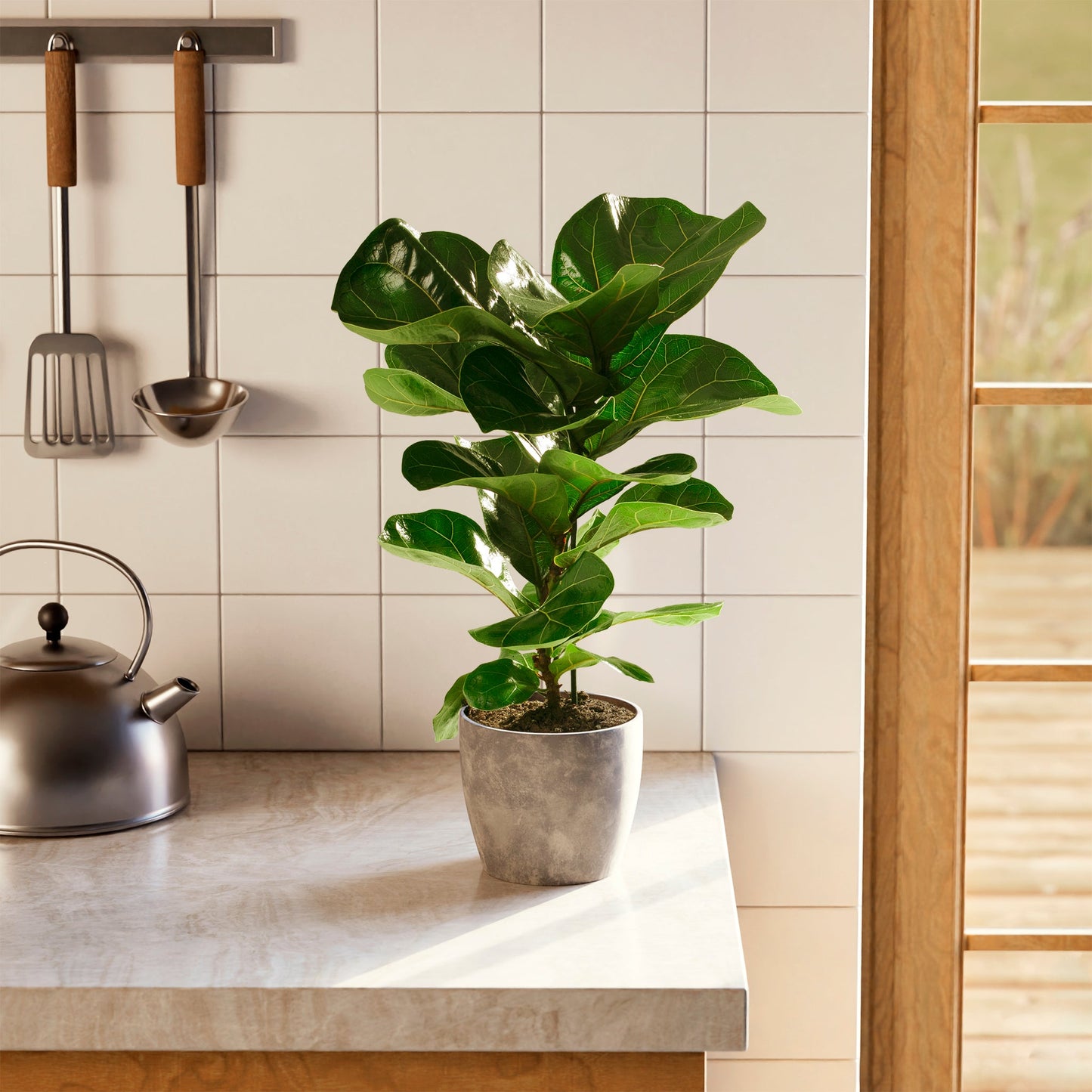 Lively Root - Fiddle Leaf Fig Tree (Ficus Lyrata)