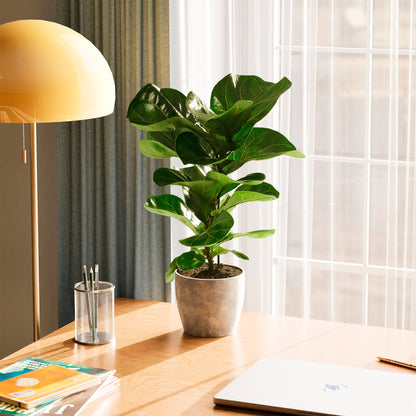 Lively Root - Fiddle Leaf Fig Tree (Ficus Lyrata)
