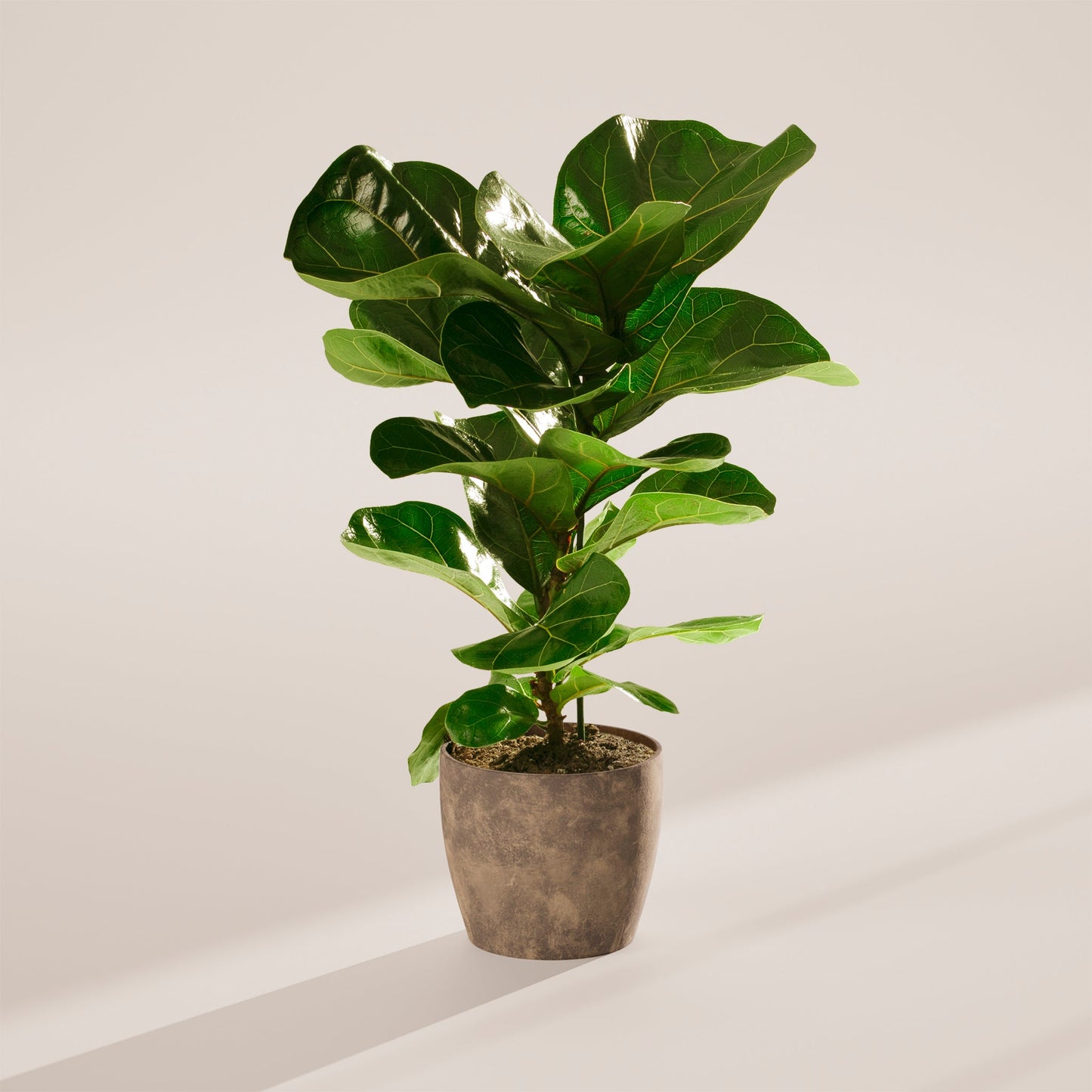Lively Root - Fiddle Leaf Fig Tree (Ficus Lyrata)