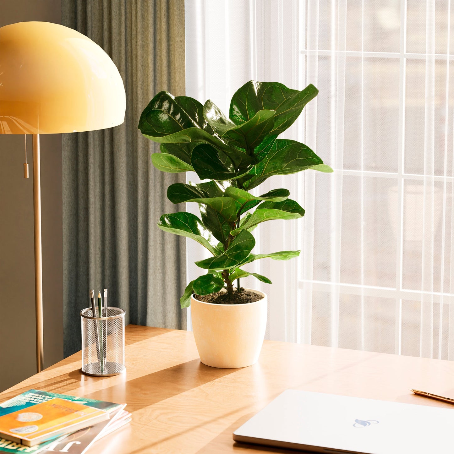Lively Root - Fiddle Leaf Fig Tree (Ficus Lyrata)