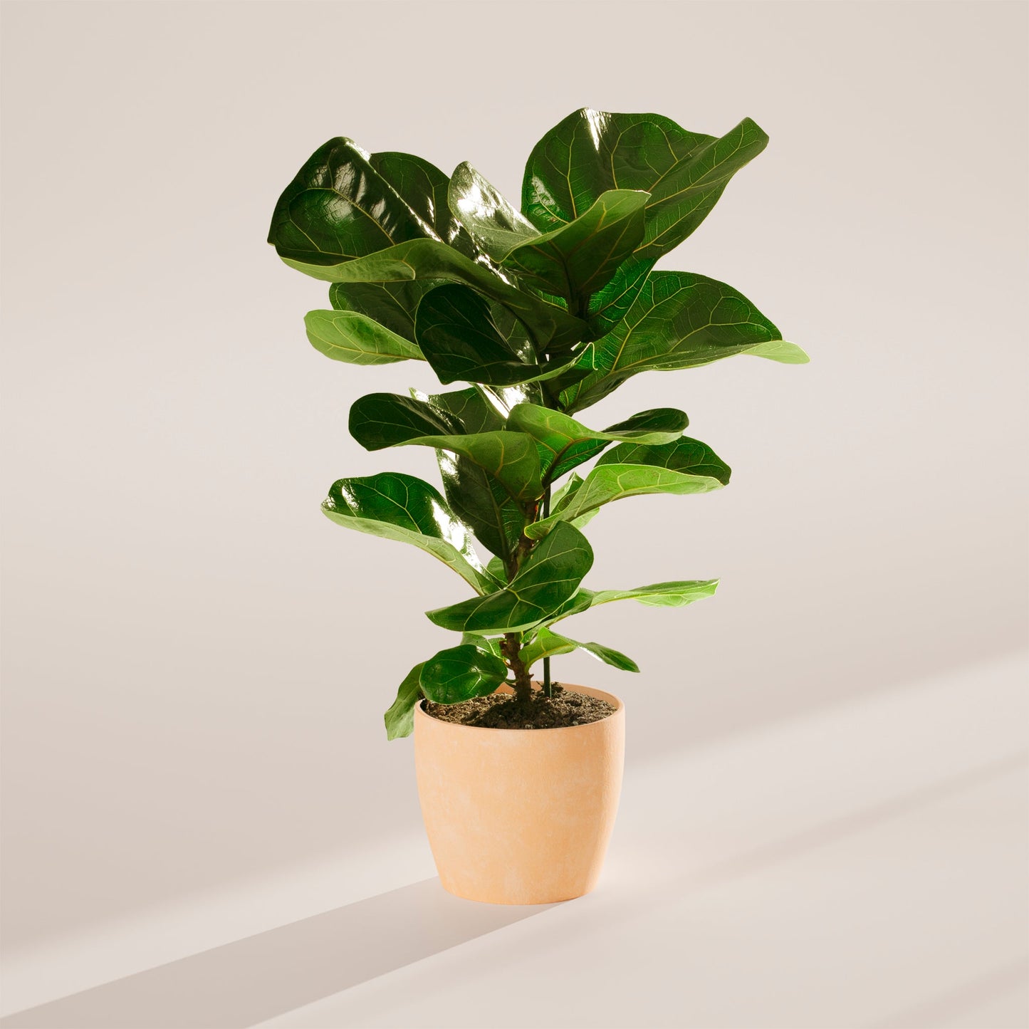 Lively Root - Fiddle Leaf Fig Tree (Ficus Lyrata)