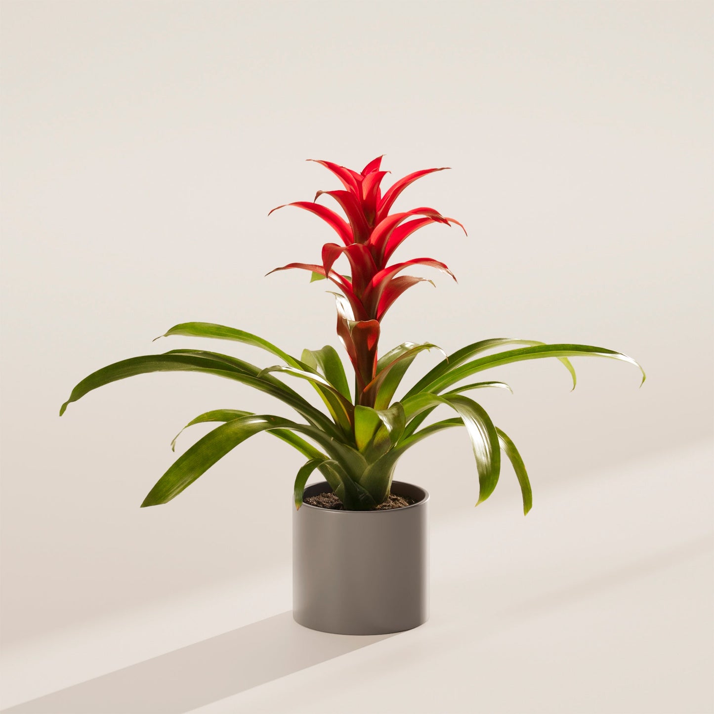 Lively Root - Bromeliad Guzmania