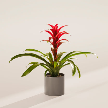 Lively Root - Bromeliad Guzmania