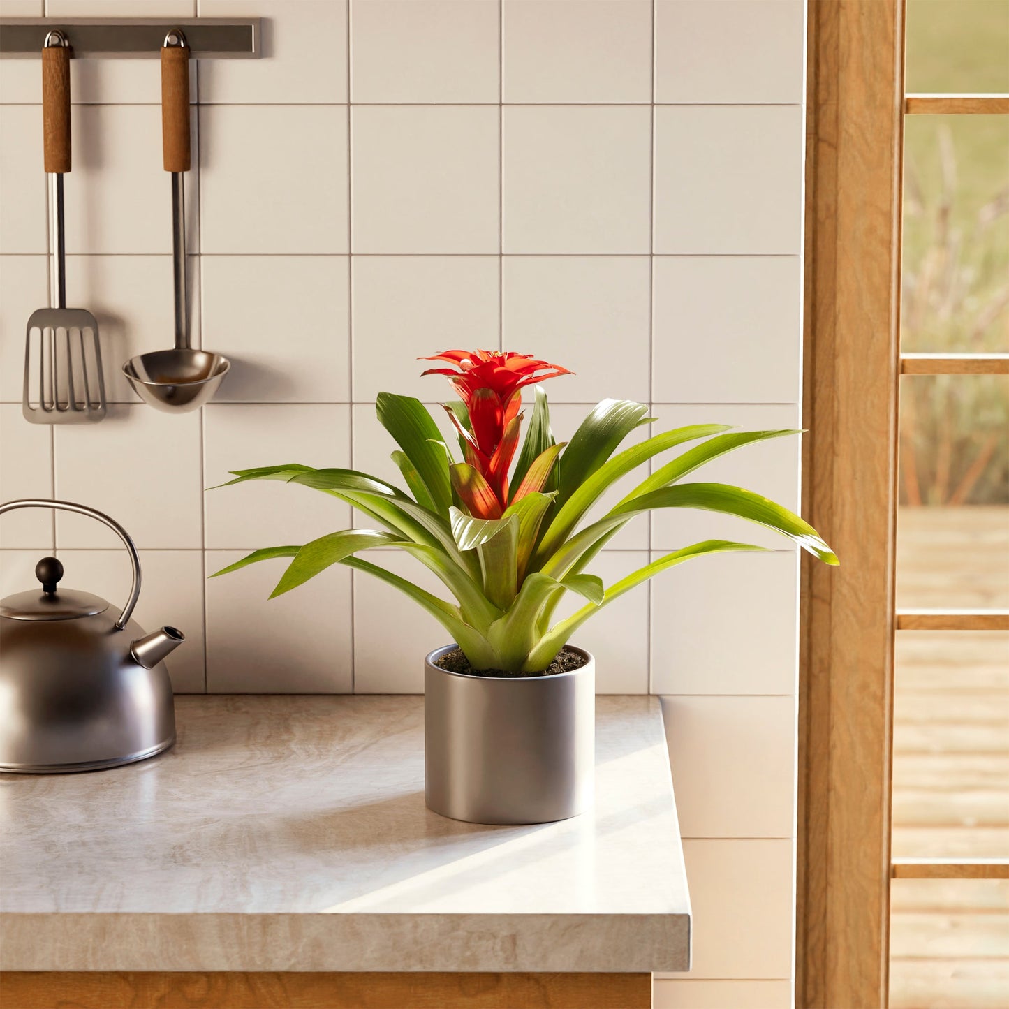 Lively Root - Bromeliad Guzmania