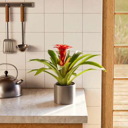 Lively Root - Bromeliad Guzmania