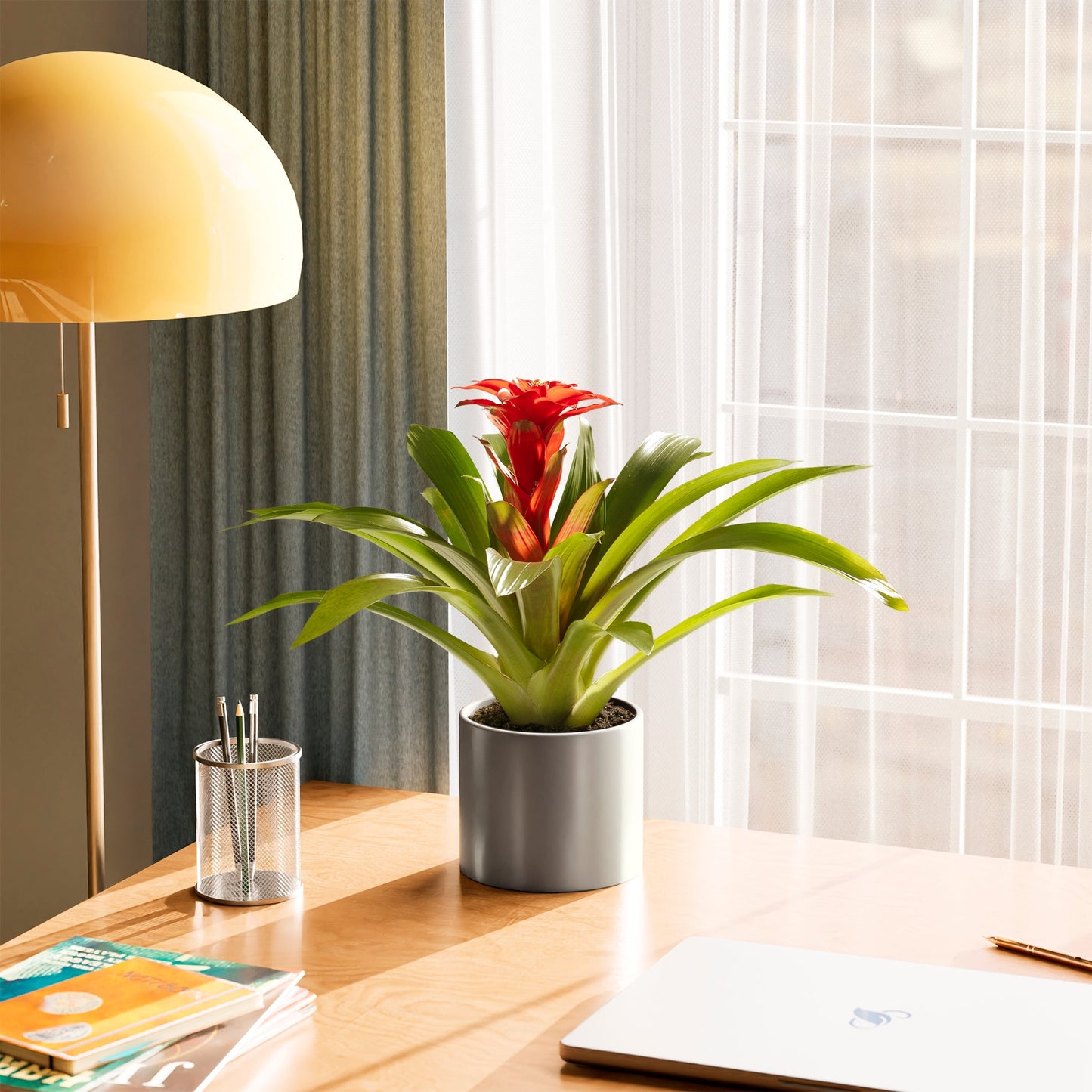 Lively Root - Bromeliad Guzmania