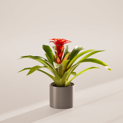 Lively Root - Bromeliad Guzmania