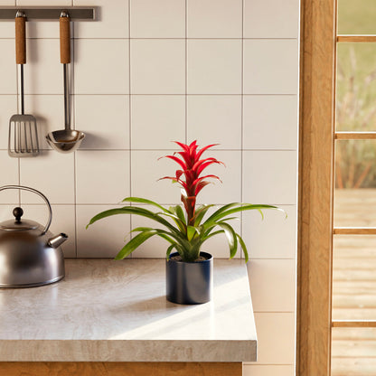 Lively Root - Bromeliad Guzmania