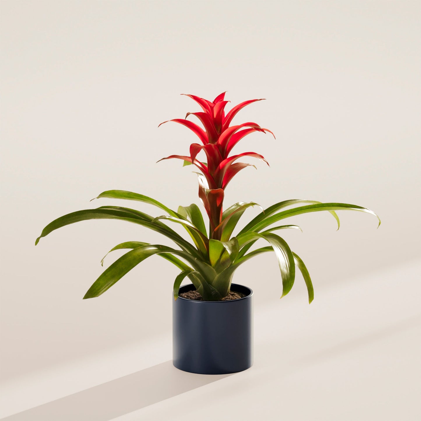 Lively Root - Bromeliad Guzmania