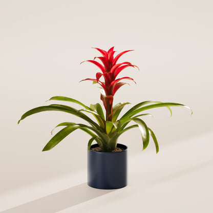 Lively Root - Bromeliad Guzmania