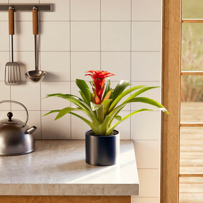 Lively Root - Bromeliad Guzmania