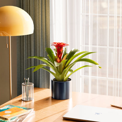 Lively Root - Bromeliad Guzmania
