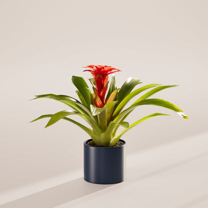 Lively Root - Bromeliad Guzmania