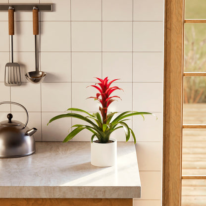 Lively Root - Bromeliad Guzmania