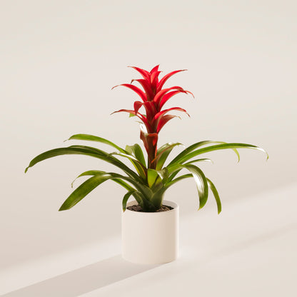 Lively Root - Bromeliad Guzmania