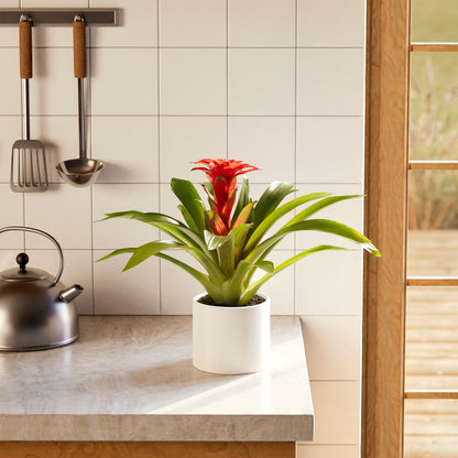 Lively Root - Bromeliad Guzmania