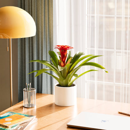 Lively Root - Bromeliad Guzmania