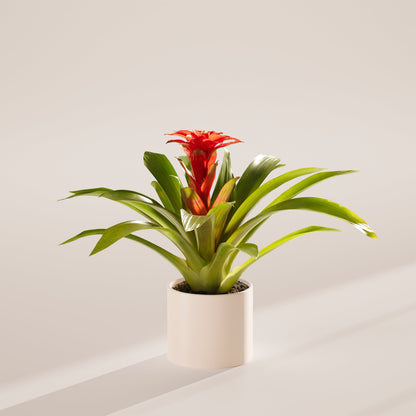 Lively Root - Bromeliad Guzmania