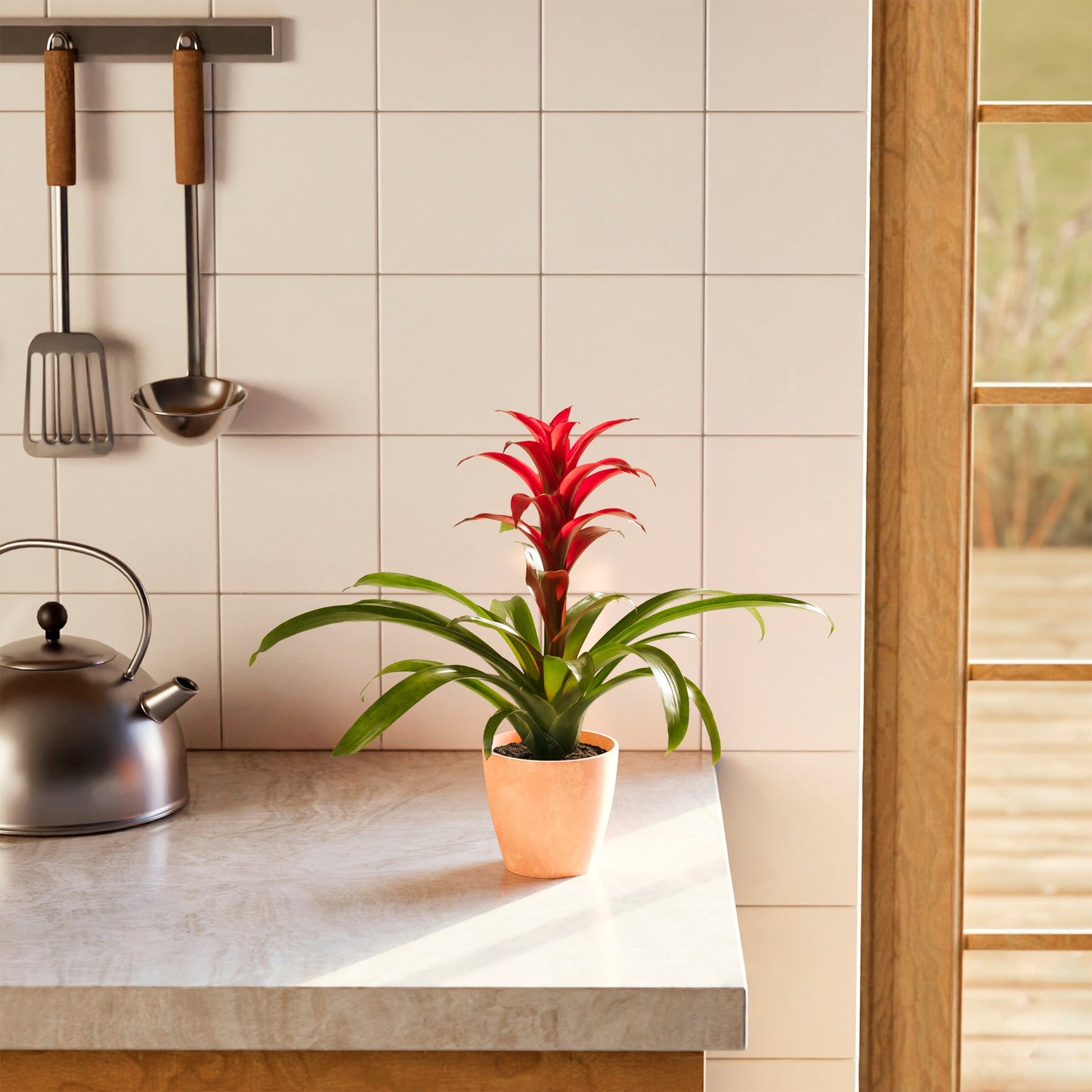 Lively Root - Bromeliad Guzmania