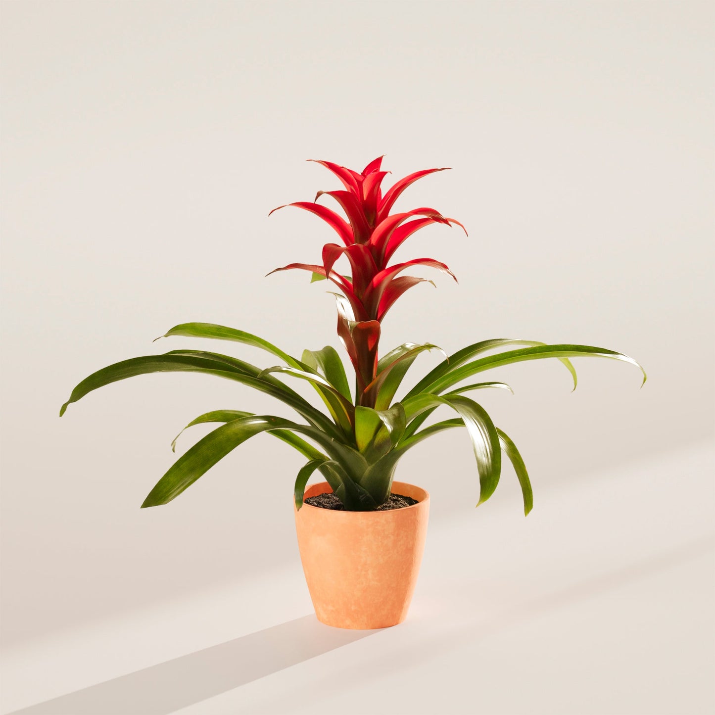 Lively Root - Bromeliad Guzmania