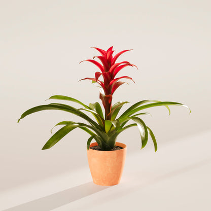 Lively Root - Bromeliad Guzmania