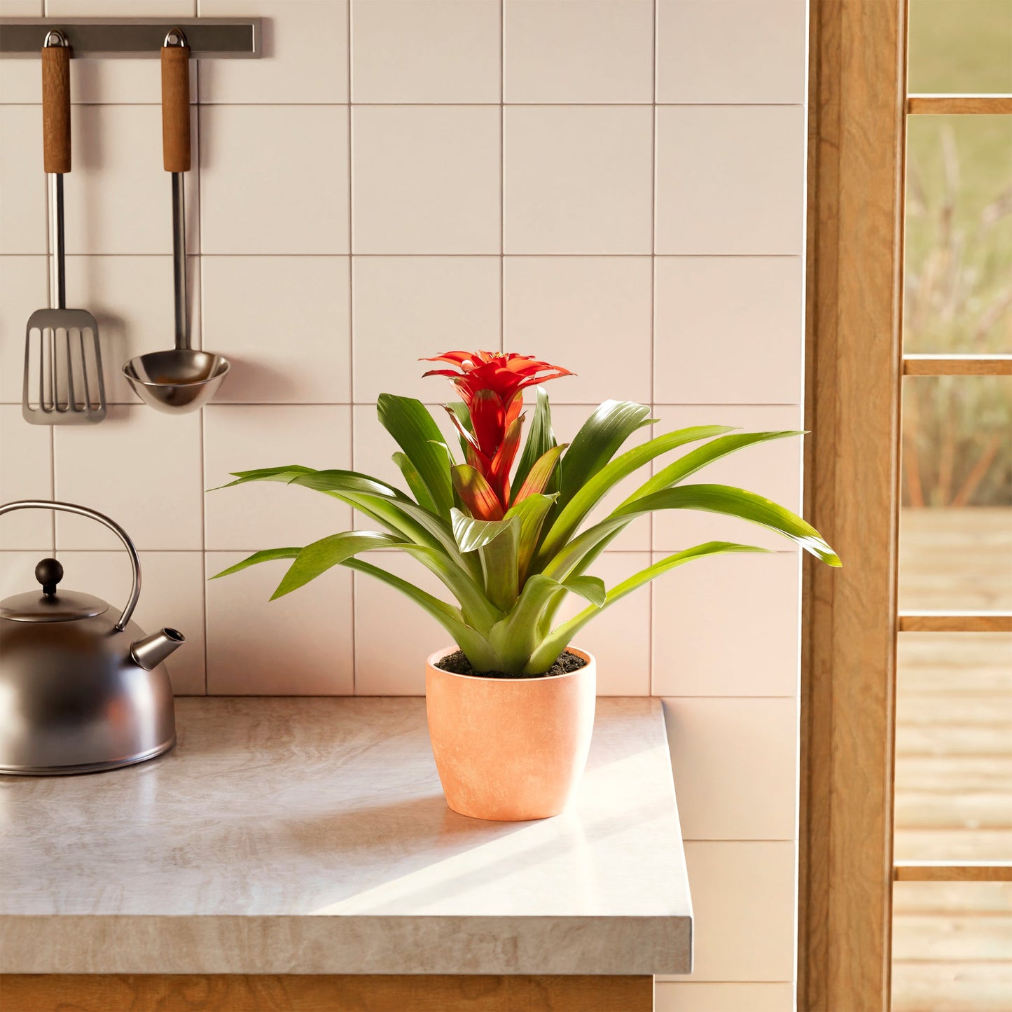 Lively Root - Bromeliad Guzmania