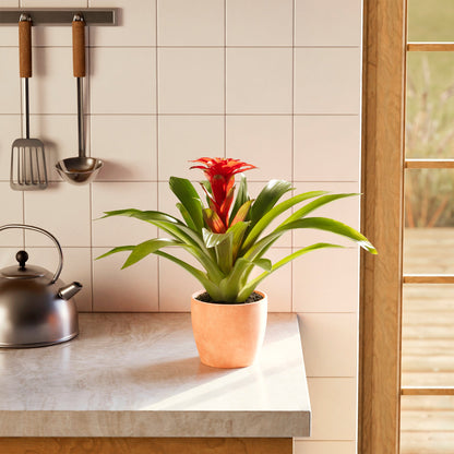 Lively Root - Bromeliad Guzmania