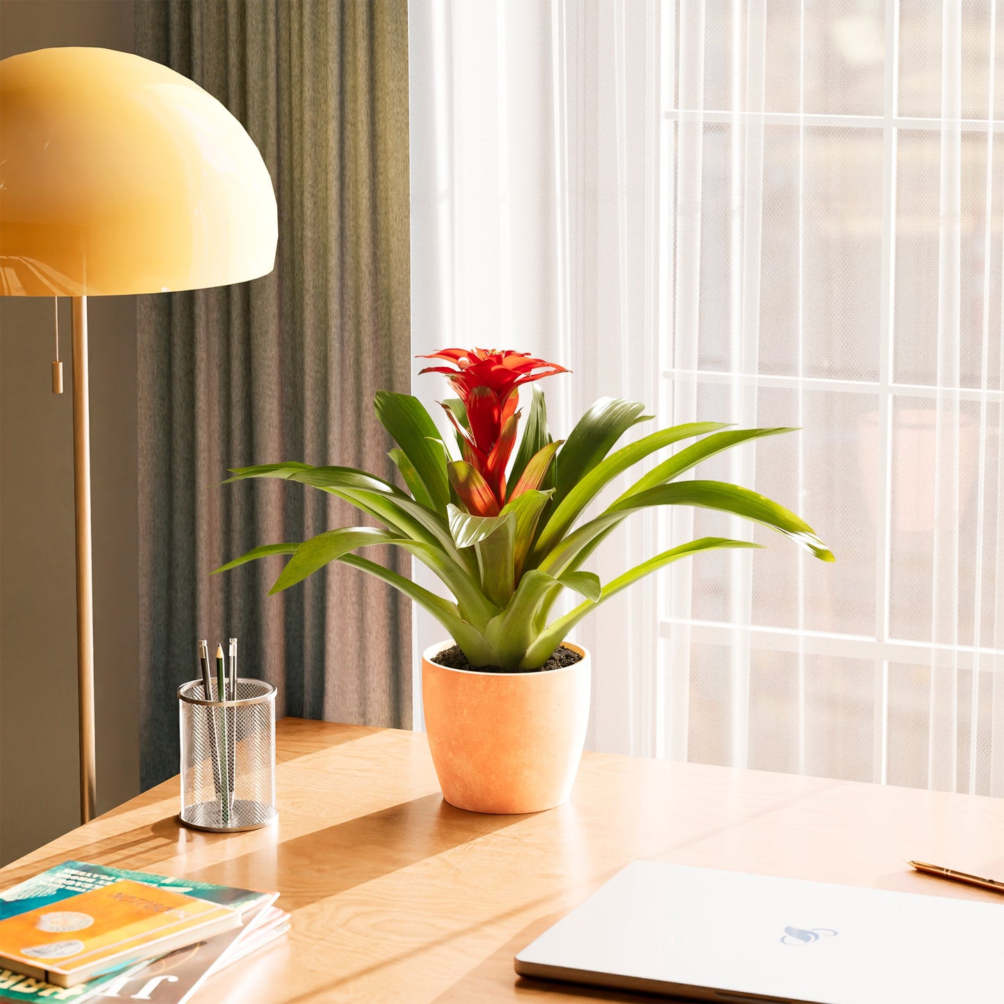 Lively Root - Bromeliad Guzmania